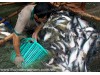 Lấy lại vị thế của ngành nuôi trồng thủy sản